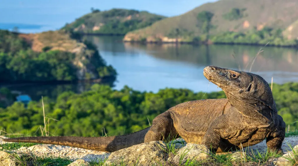 Países da Ásia — Dragão de Komodo, Indonésia.