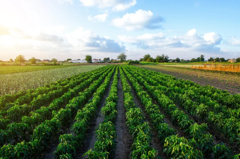 Plantação agrícola verde de uma das principais agtechs brasileiras