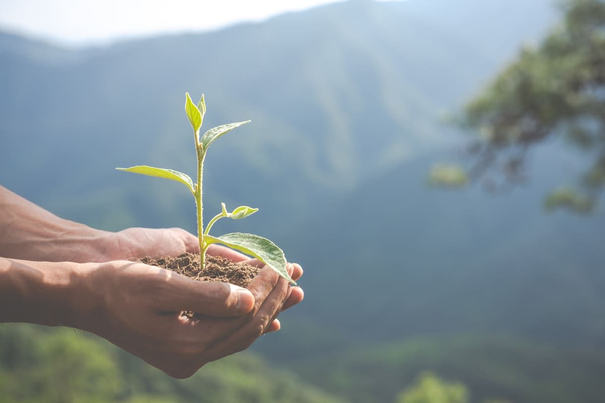 Broto de planta representando os créditos de carbono.