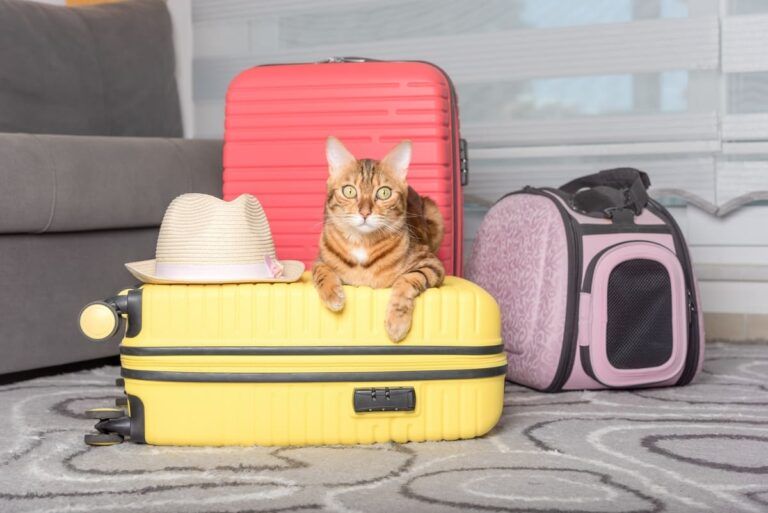 Gato em cima de uma mala para falar sobre como levar pet no avião.