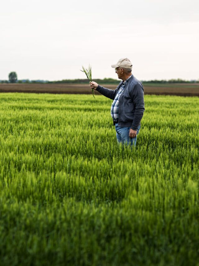 Agricultor em pé no campo de cevada examinando a safra