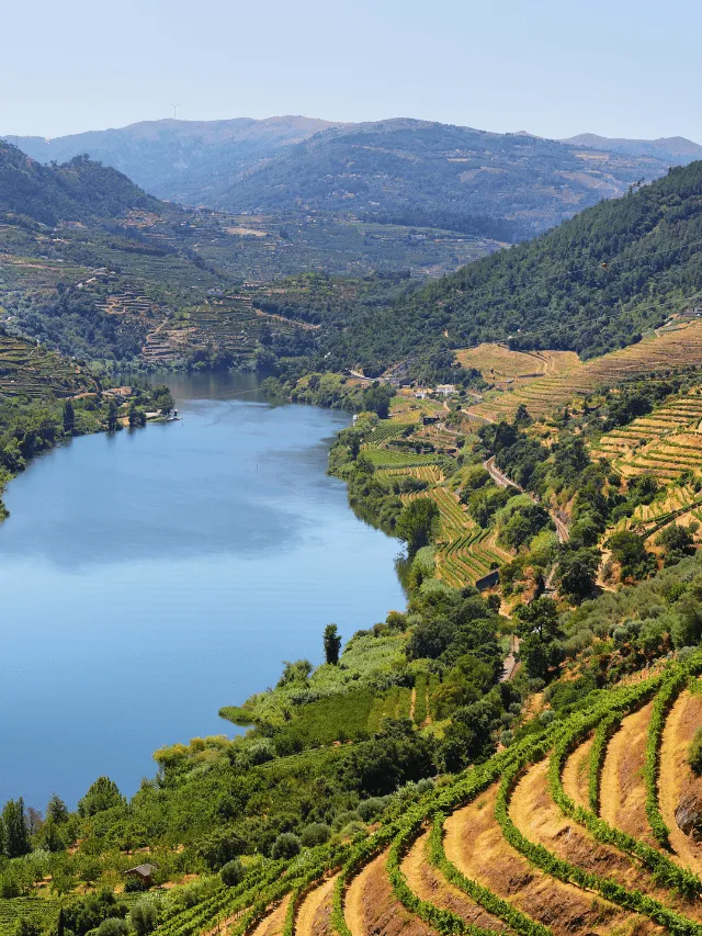 Vinhedos em Mesão Frio, região do Douro.