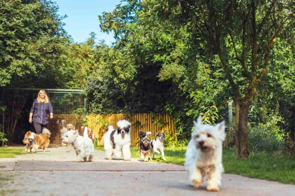 Cães na creche legal para cachorro