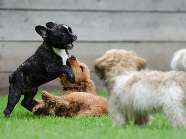 Creche legal para cachorros